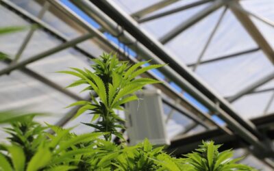 5 Reasons Why You Need a Greenhouse for Your Cannabis Grow Operation