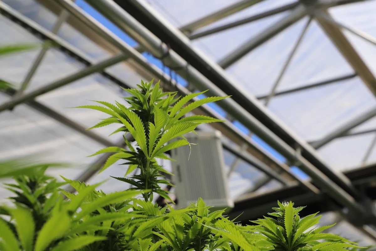 cannabis growing in a greenhouse