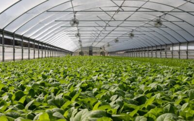 What is Controlled Environment Agriculture?