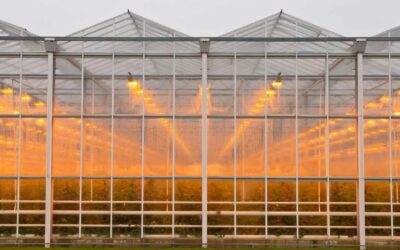 How to Pick the Right Grow Lights for Your Greenhouse