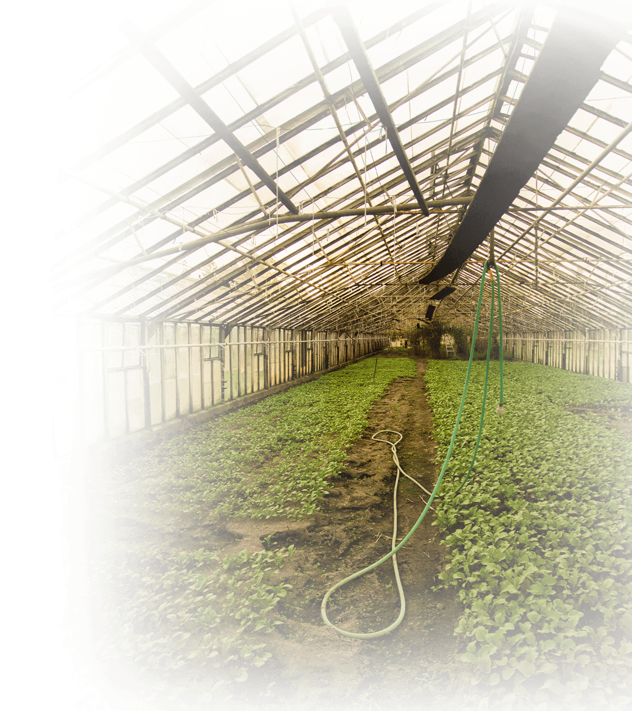 mjm greenhouse installation