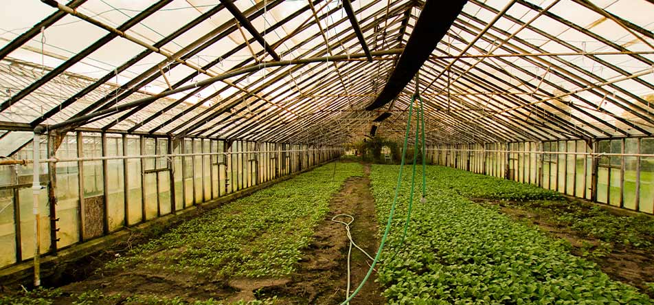 cea for growing crops indoors